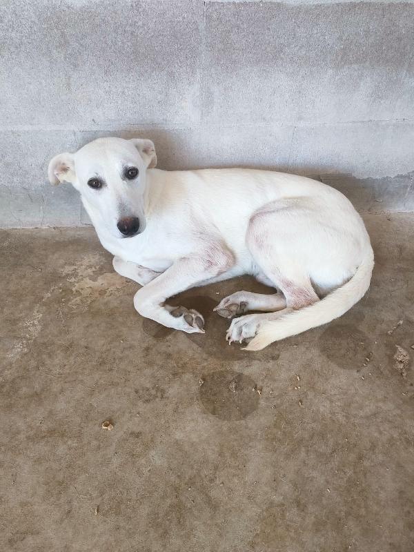 Pongo, cucciolo simil labrador di 7 mesi in canile Foto 2